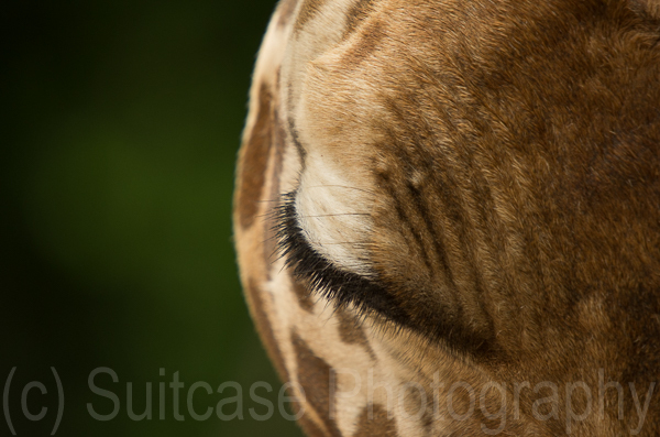 Giraffe Eye