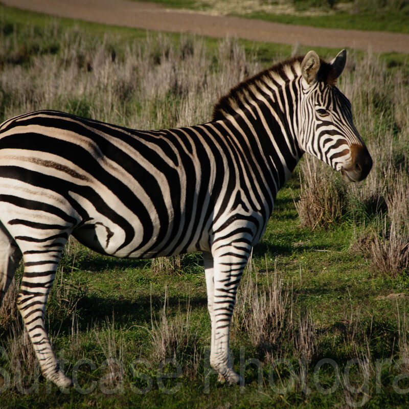 Zebra, Monarto Safari Resort, South Australia