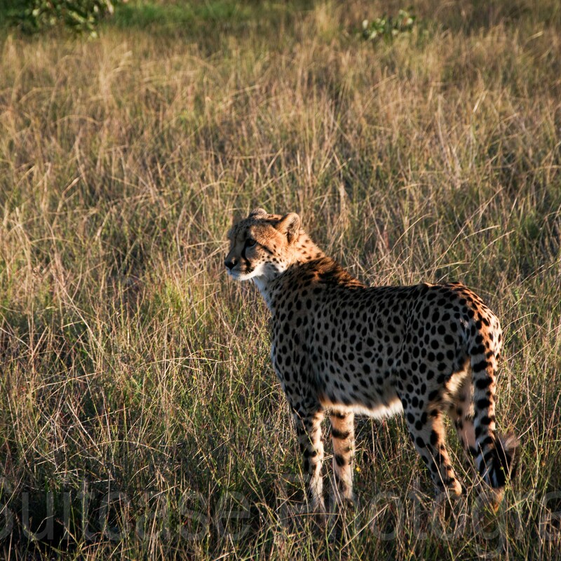 Cheetah, Monarto Safari Resort, South Australia