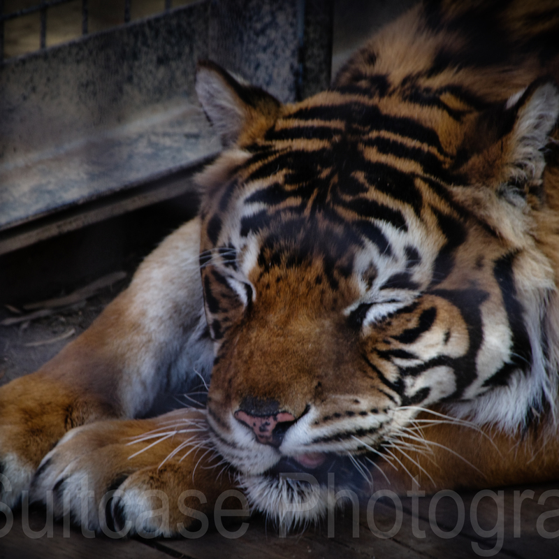 Bengal Tiger, Jamala Wildlife Lodge, Canberra, Australia