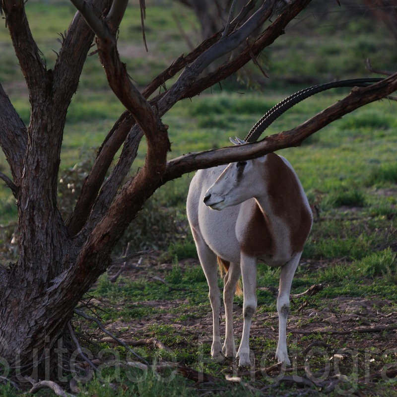 Oryx, Monarto Safai Resort, South Australia