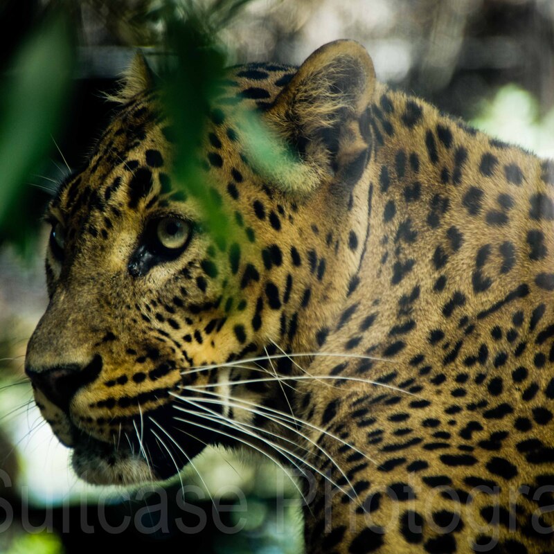 Jamala Wildlife Lodge, Canberra