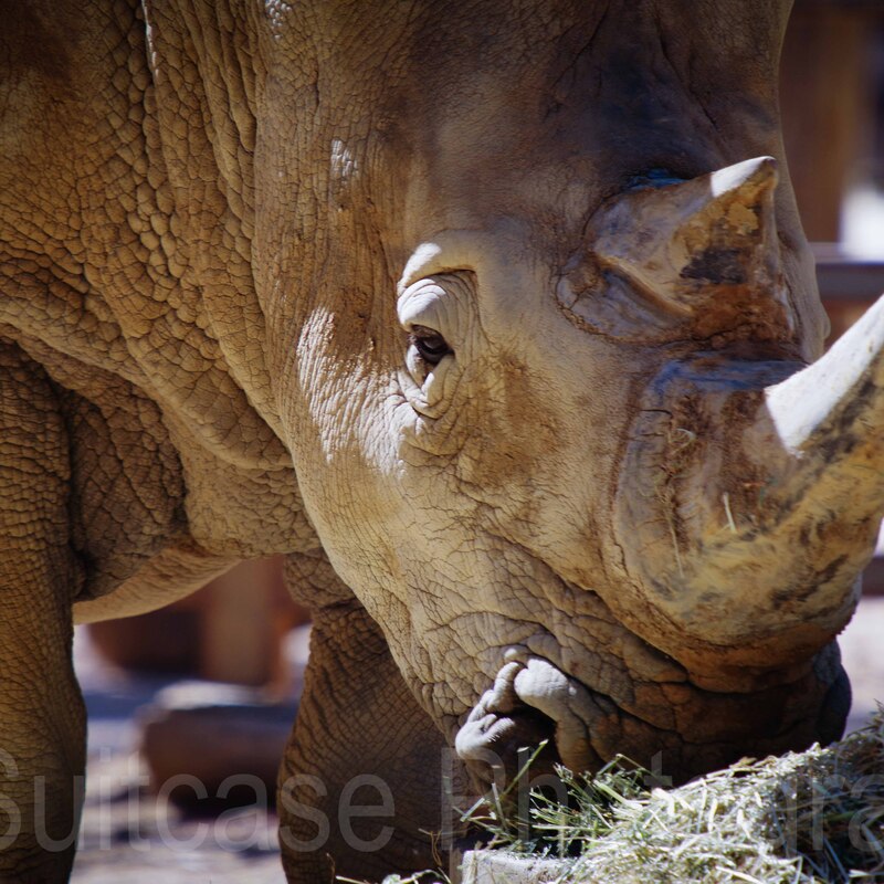 Rhino, Jamala Wildlife Lodge, Canberra, Australia