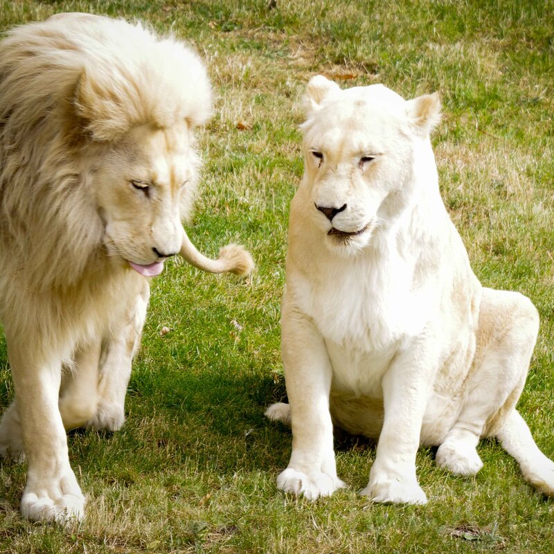 Jamala Wildlife Lodge, Canberra