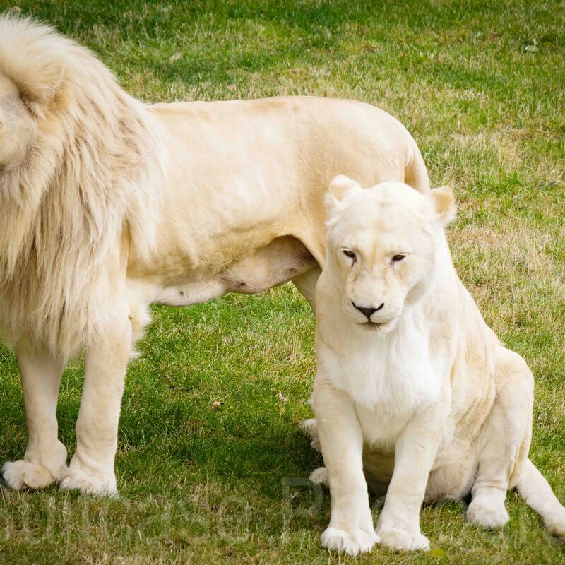 Jamala Wildlife Lodge, Canberra