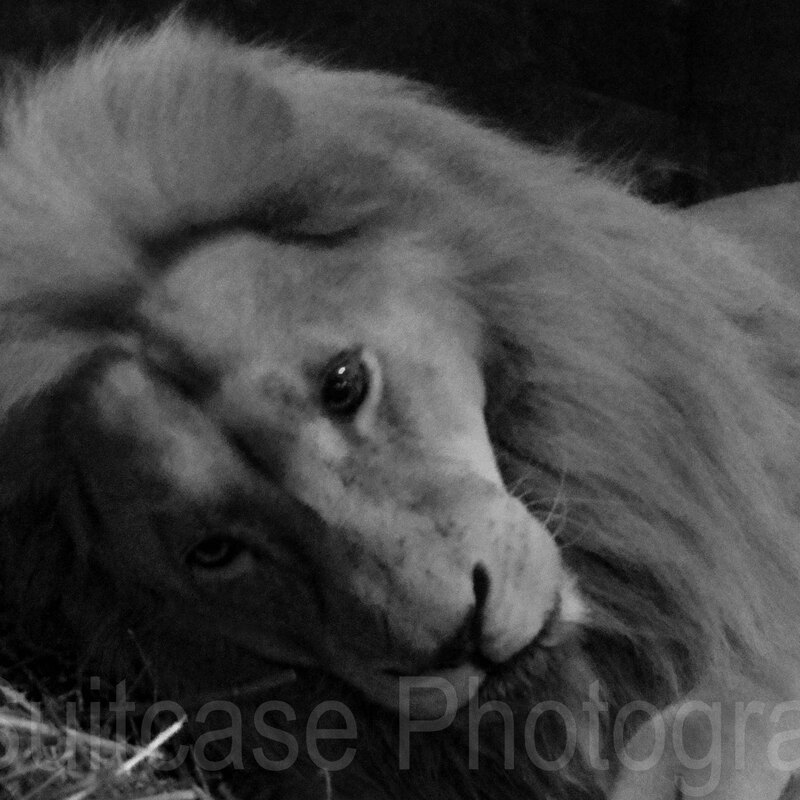 Jamala Wildlife Lodge, Canberra